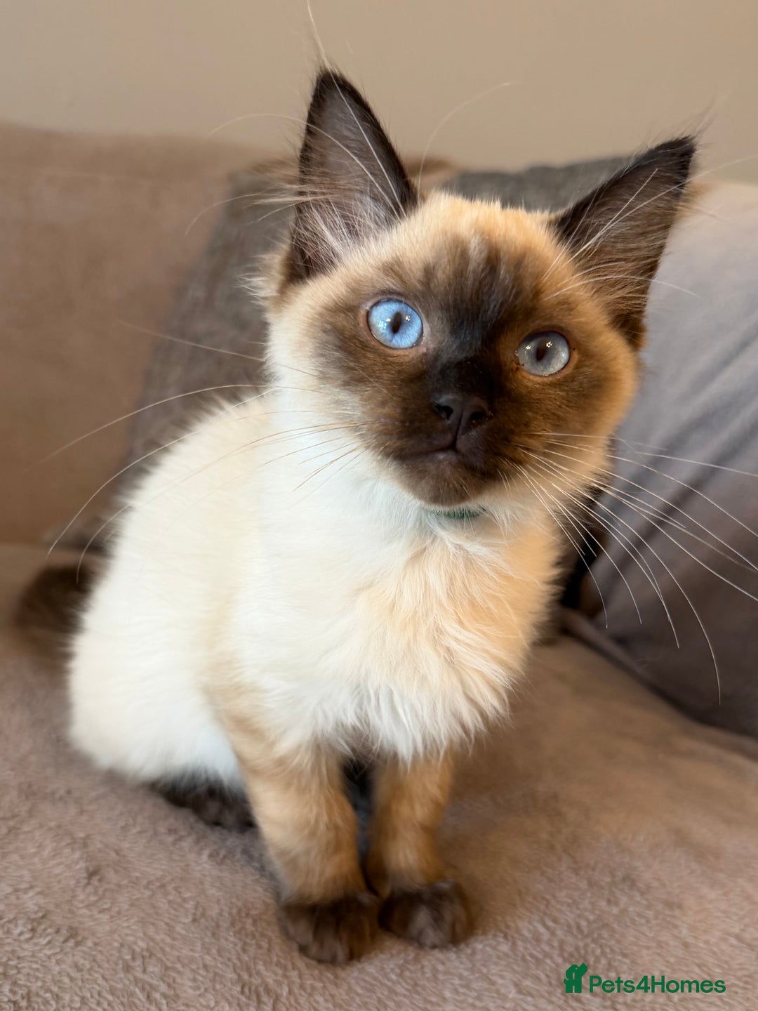 Ragdoll cats for sale: Ragdoll Kittens 😻 3 boys ready now  - Image 6