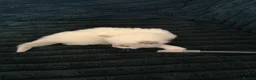 Ragdoll cats for sale: Beautiful Ragdoll Kittens Looking for Loving Home - Advert 15