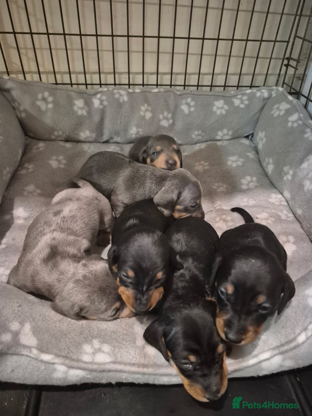 Dachshund dogs for stud: FOR STUD PROVEN kc reg Choc & tan mini dachshund in Sunderland - Advert 22