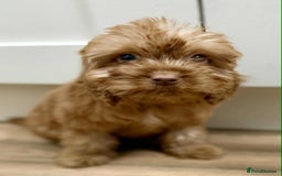 Cockapoo dogs for sale: Rehomed biscuits looking for 5*home - Image 19