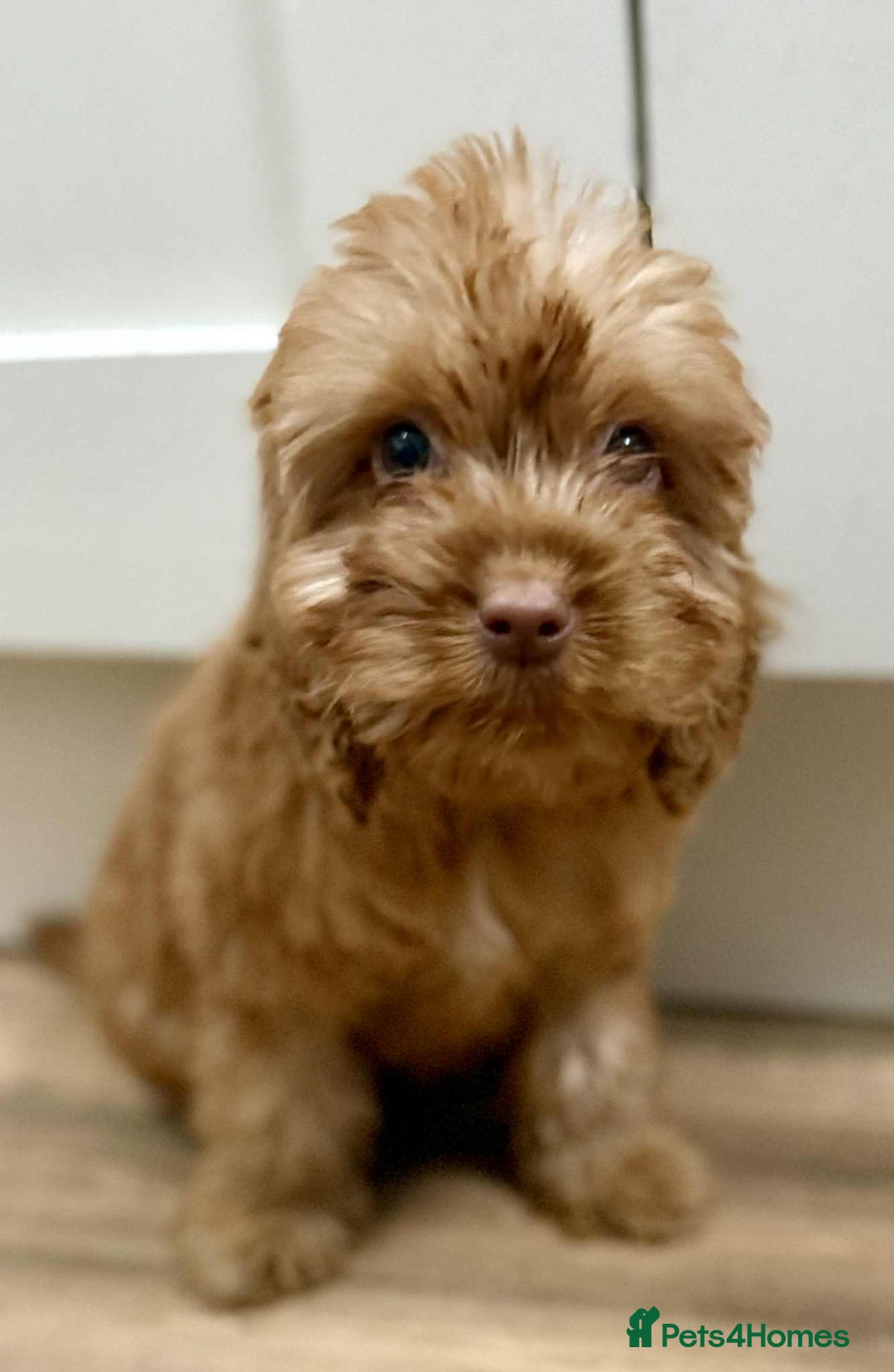 Cockapoo dogs for sale: Rehomed biscuits looking for 5*home - Image 19