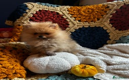 Pomeranian dogs for sale: Fabulous Pomeranian Girl Puppies  - Image 13