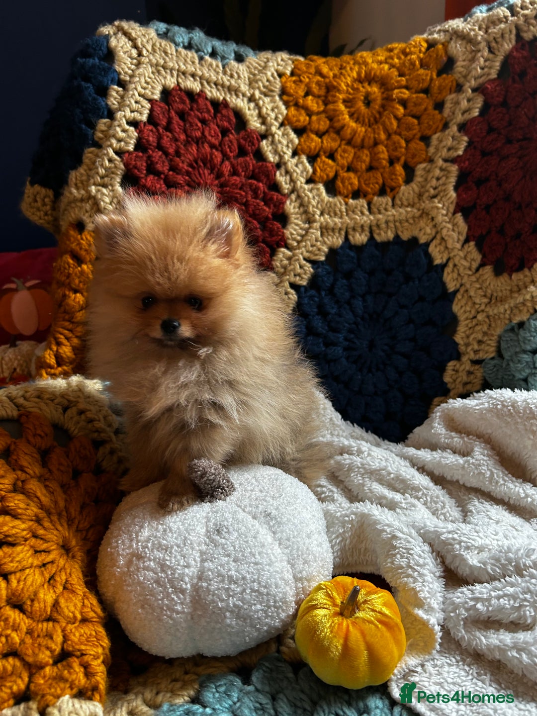 Pomeranian dogs for sale: Fabulous Pomeranian Girl Puppies  - Image 13