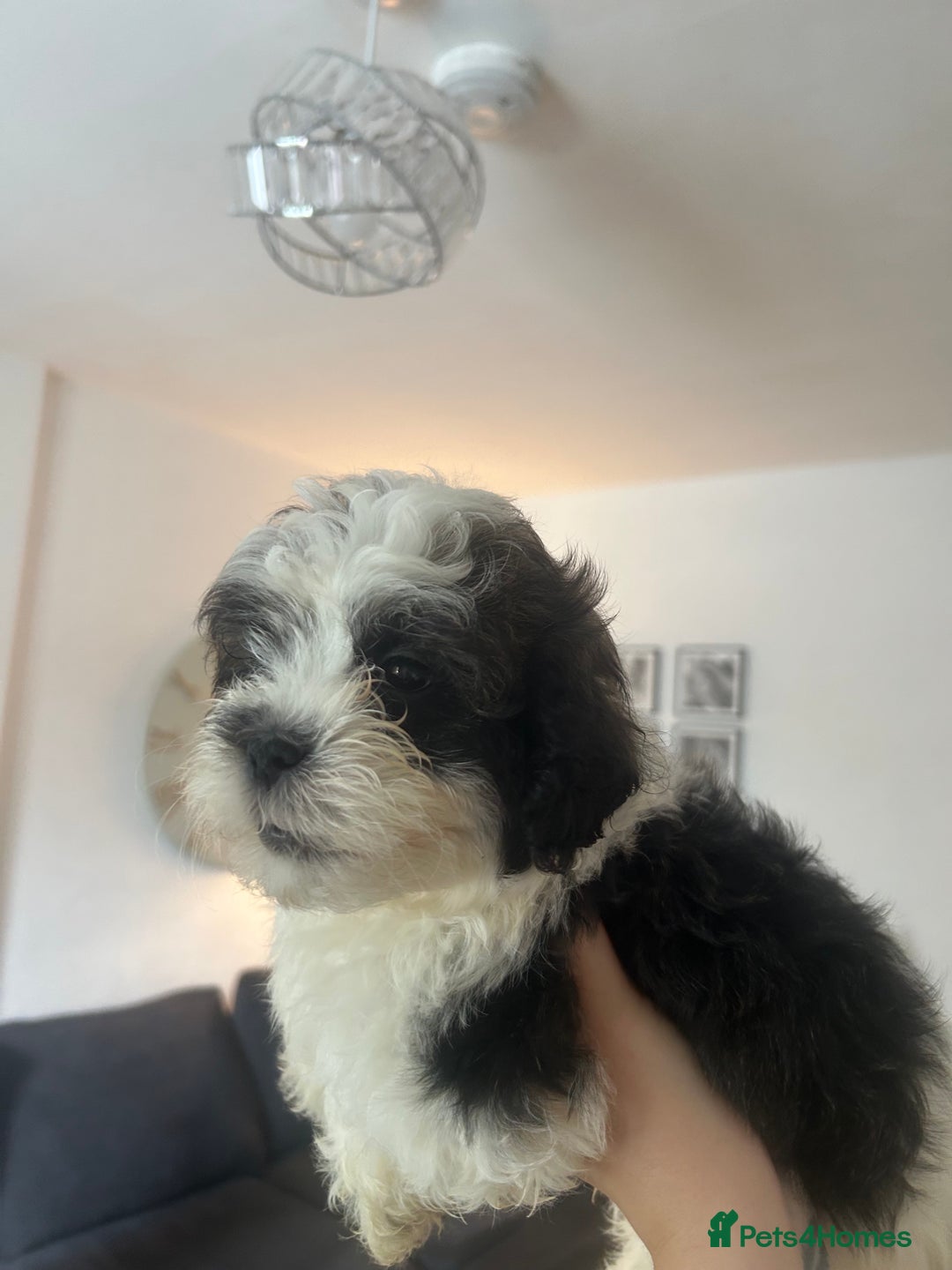 Shihpoo dogs for sale: Last boy Shihpoo. Ready to leave now. REDUCED - Image 2