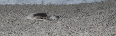 Persian 5