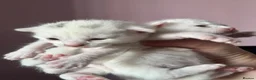 Mixed Breed cats for sale: 3 beautiful girls looking for forever homes in Bishop Auckland - Advert 7