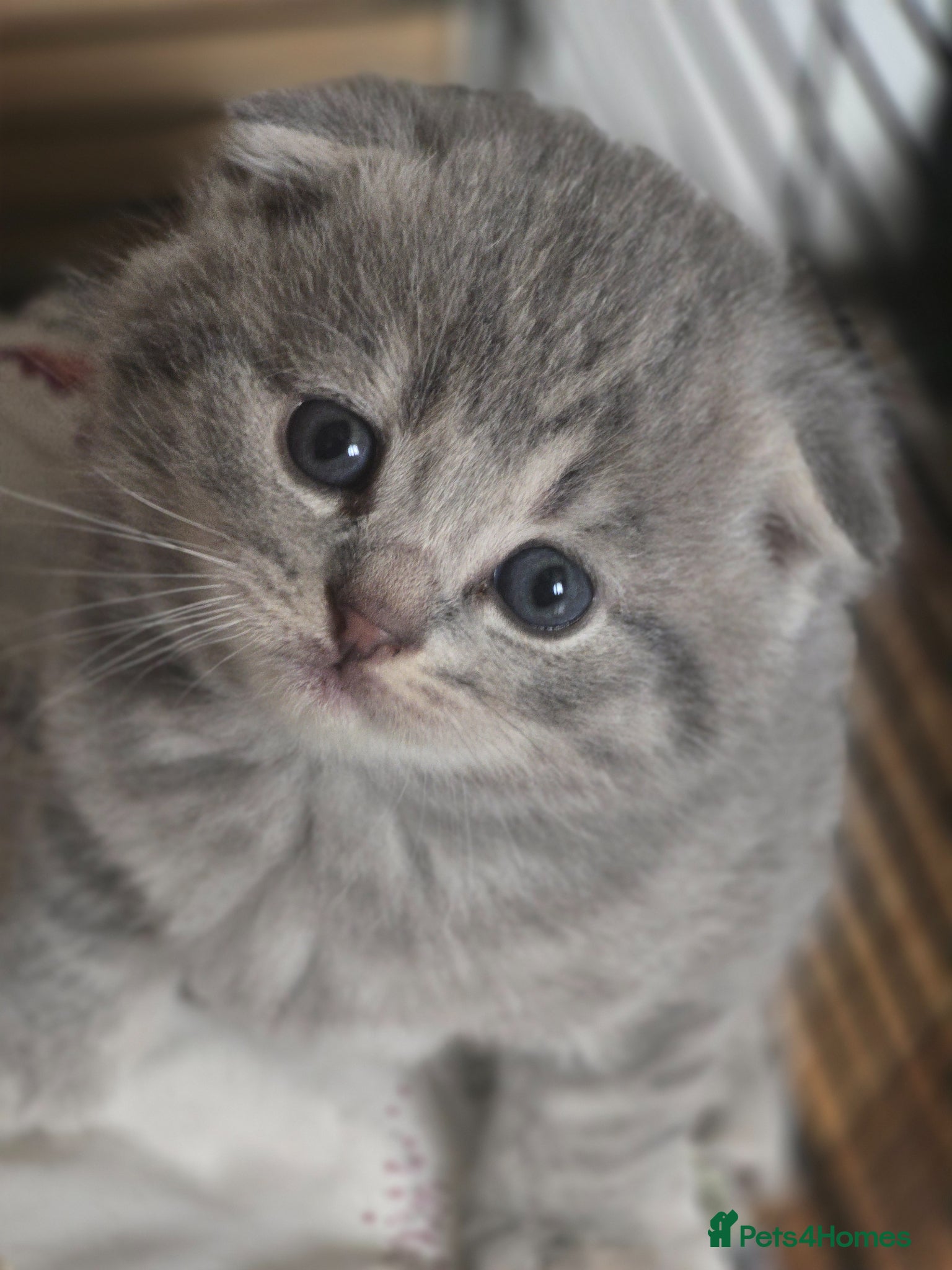 Scottish Fold cats  🥰Scottish folded in a beautiful colour - Advert 5
