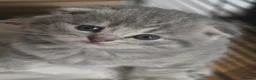 Scottish Fold cats for sale:  🥰Scottish folded in a beautiful colour - Advert 11