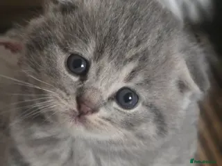 Scottish Fold cats 🥰Scottish folded in a beautiful colour - Advert 5