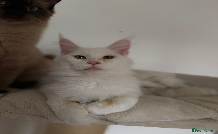 Maine Coon cats - Advert 1