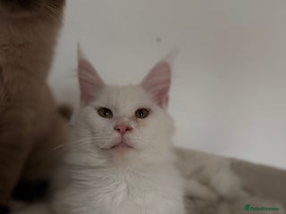 Maine Coon cats - Advert 10