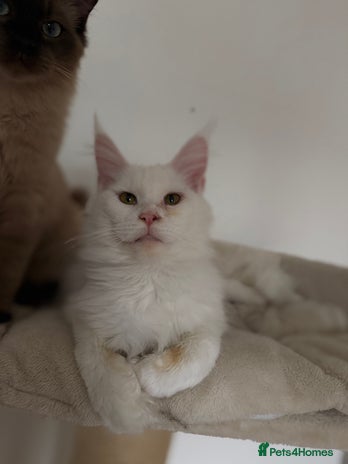 Maine Coon cats - Advert 1