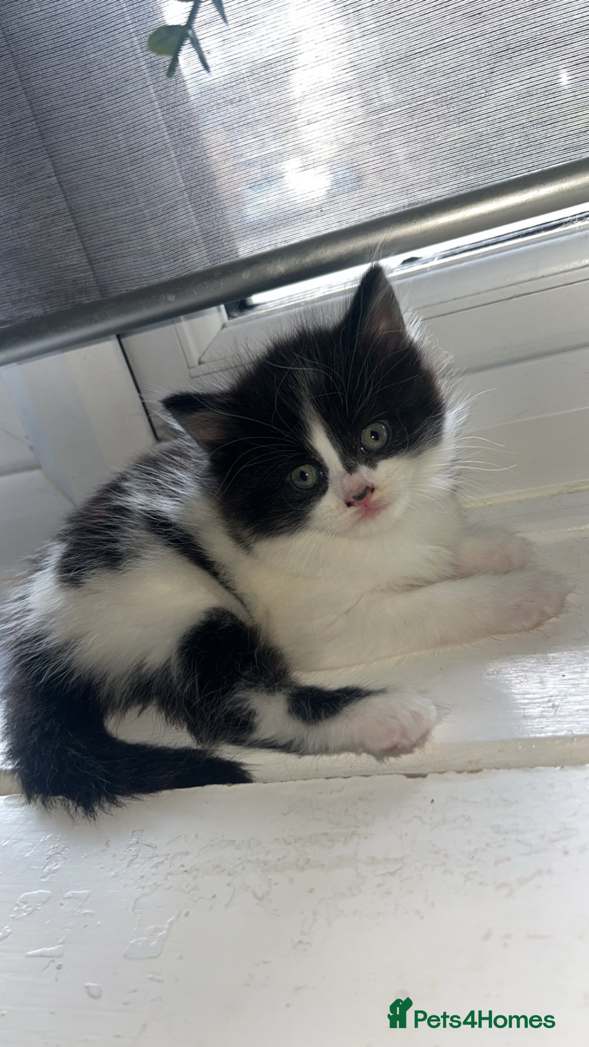 British Longhair cats Kitten for sale  - Advert 2