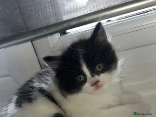 British Longhair cats Kitten for sale - Advert 10