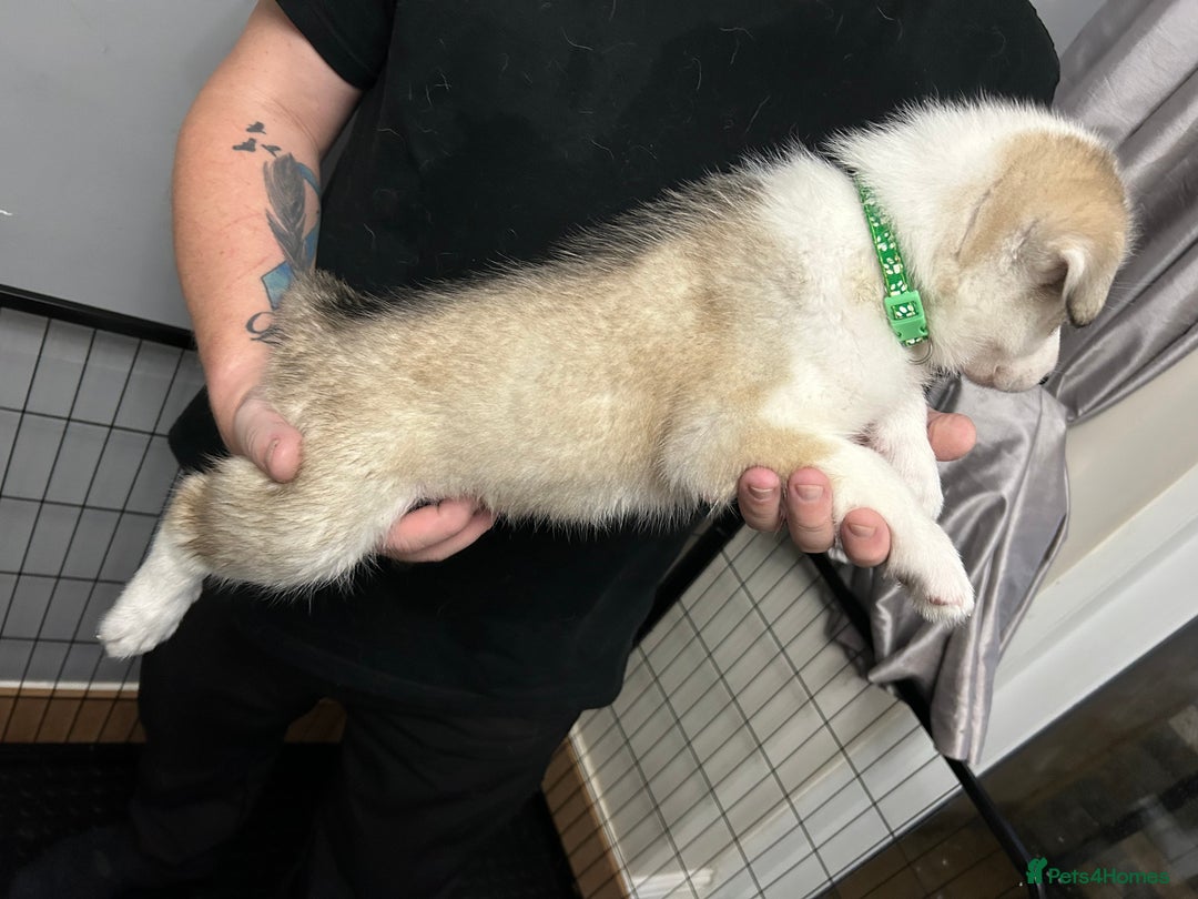 Siberian Husky dogs for sale: Beautiful Husky Puppies – Ready in 2 Weeks!  - Advert 10