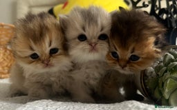 Scottish Fold cats for sale: Pedigree cutest SFLH kittens   - Image 3
