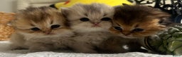 Scottish Fold cats for sale: Pedigree cutest SFLH kittens   - Advert 5