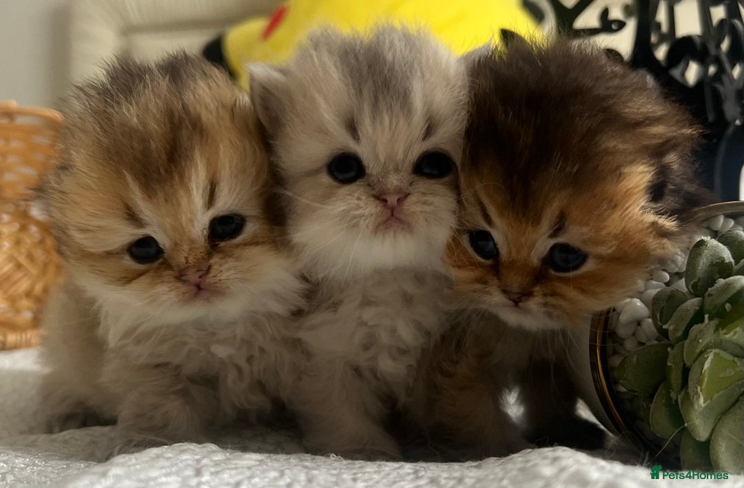 Scottish Fold cats for sale: Pedigree cutest SFLH kittens   - Image 3