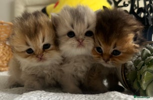 Scottish Fold cats - Advert 12
