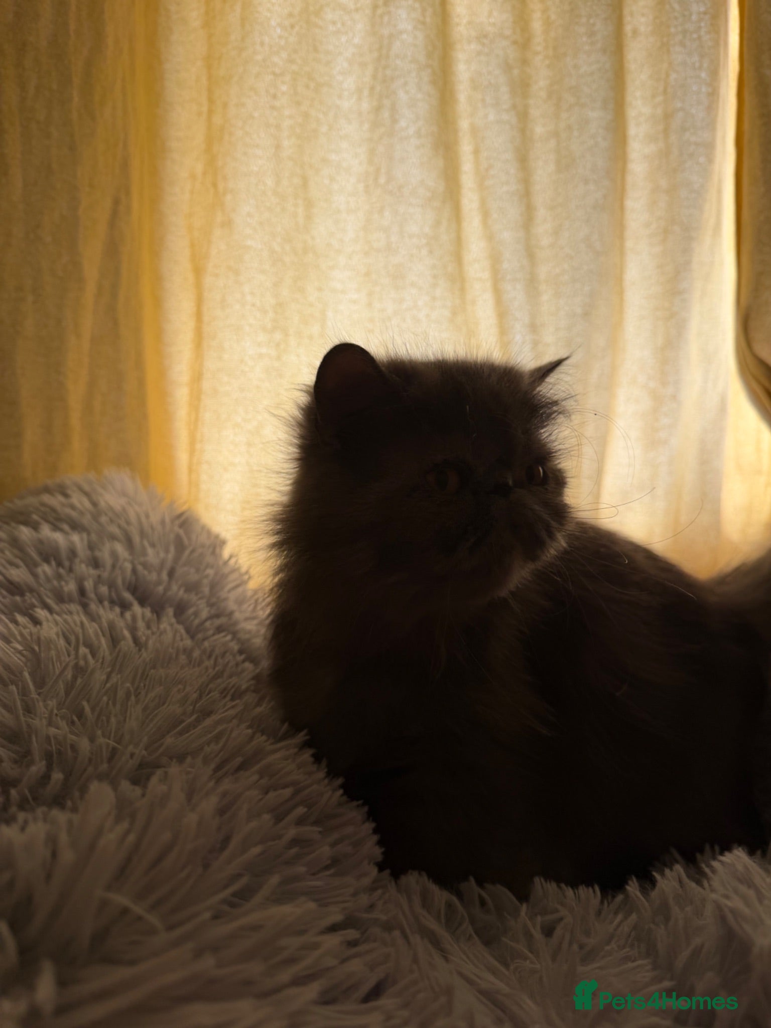 Persian cats Blue cream female persian - Advert 1