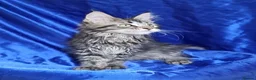 Maine Coon cats for sale: GCCF registered pedigree Maine Coon Kittens  - Advert 9