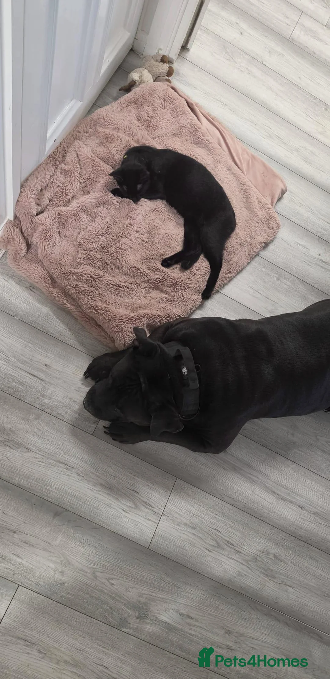 Mixed Breed cats for sale: Tortoise colour female kitten & pure black male - Advert 2