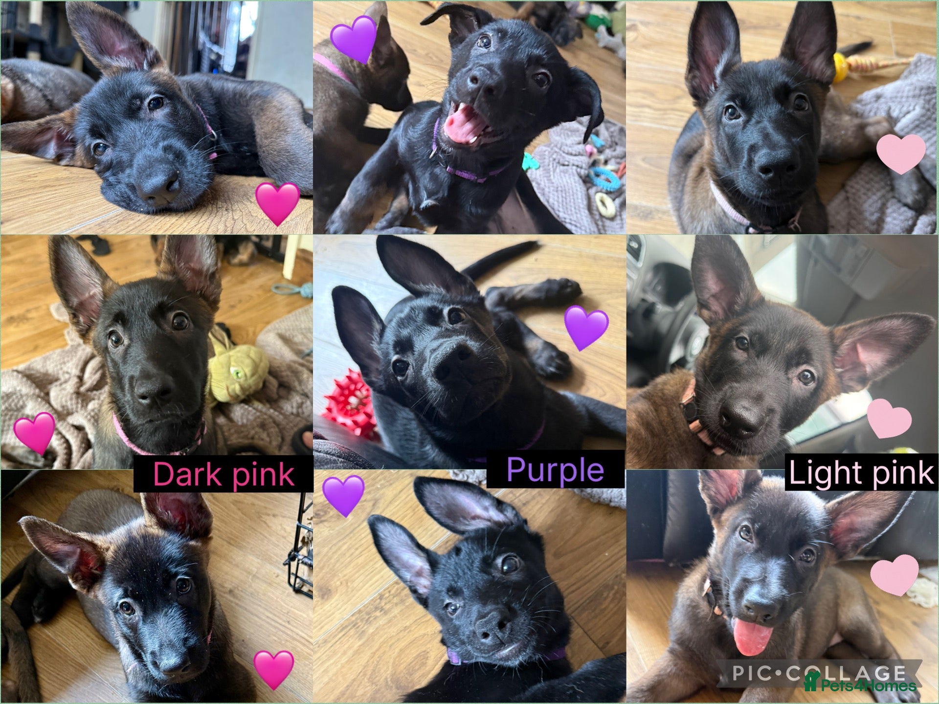 Belgian Shepherd Dog dogs 3 Belgian shepherd beautiful girls READY TO GO - Advert 8