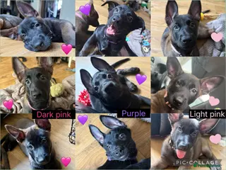 Belgian Shepherd Dog dogs 3 Belgian shepherd beautiful girls READY TO GO - Advert 8