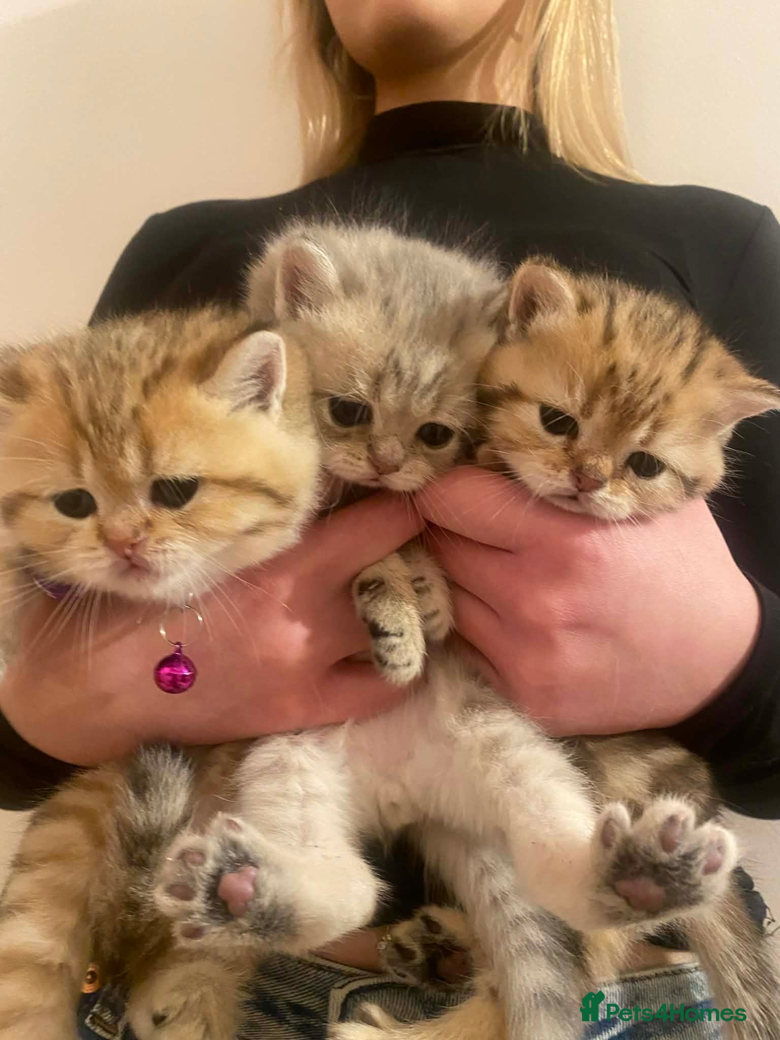 British Shorthair cats British shorthair kittens  - Advert 8