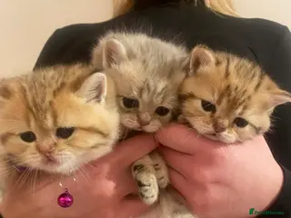 British Shorthair cats British shorthair kittens - Advert 8