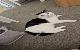 Domestic Shorthair cats for sale: Gorgeous affectionate boy - Image 1
