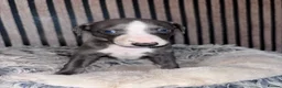 Whippet dogs for sale: Whippet pups for sale x5 boys x1 Girl - Advert 4