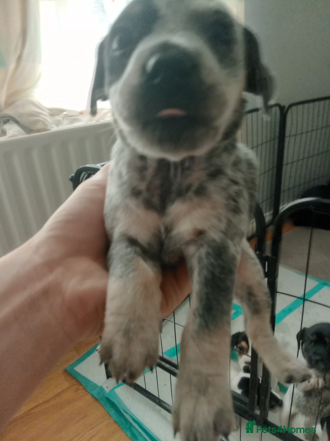 Mixed Breed dogs for sale: Parson Russell x Jack Russell  - Advert 2