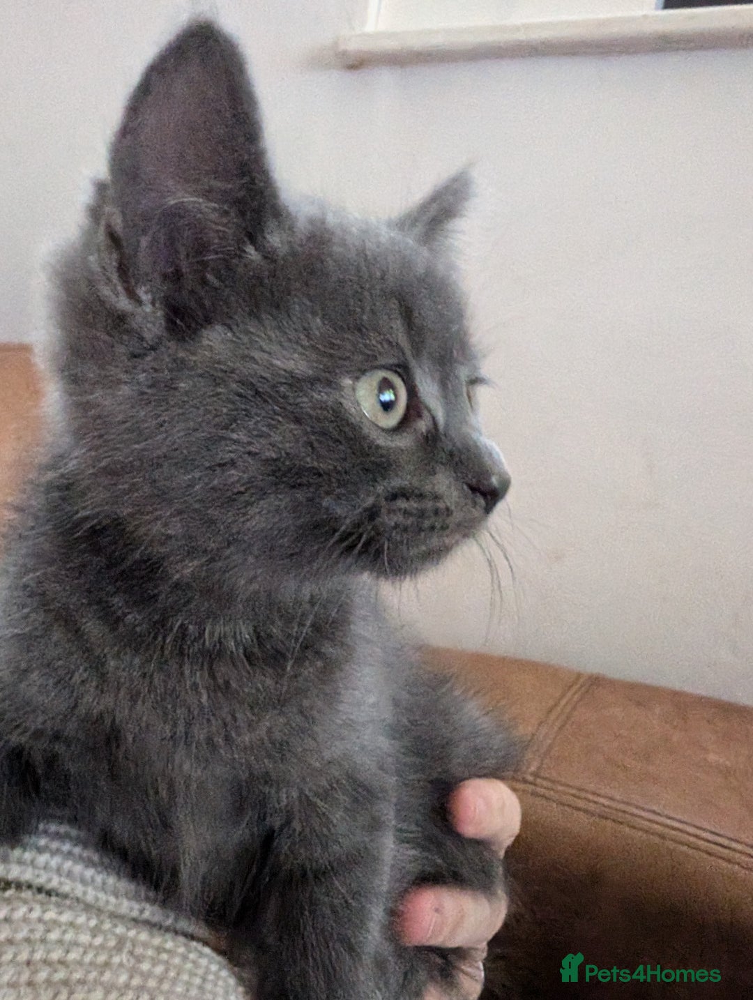 Mixed Breed cats for sale: Ready for Summer Holidays  - Image 2