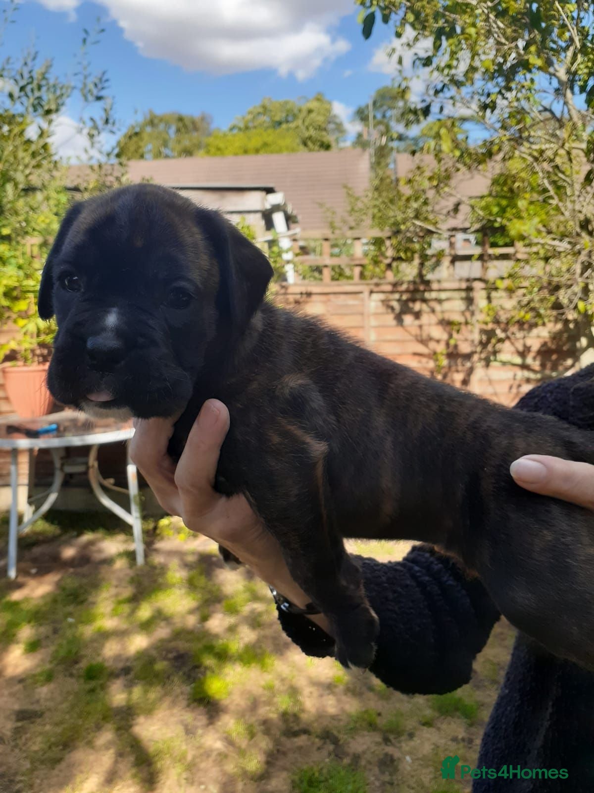 Boxer dogs Beautiful boxer pups for sale - Advert 2