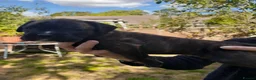 Boxer dogs for sale: Beautiful boxer pups for sale - Advert 15