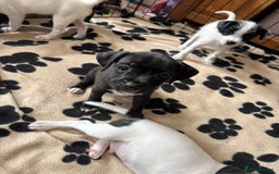 Mixed Breed dogs for sale: Border terrier x Patterdale terrier   - Image 11