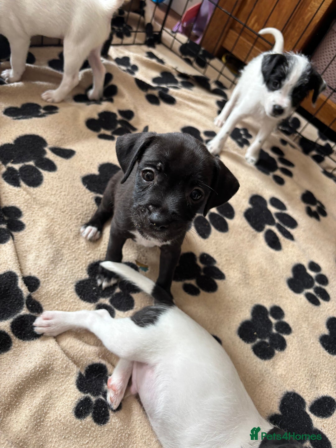 Mixed Breed dogs for sale: Border terrier x Patterdale terrier   - Image 11