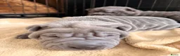 Shar Pei dogs for sale: Two beautiful Blue Shar Pei puppies (Male) - Advert 18