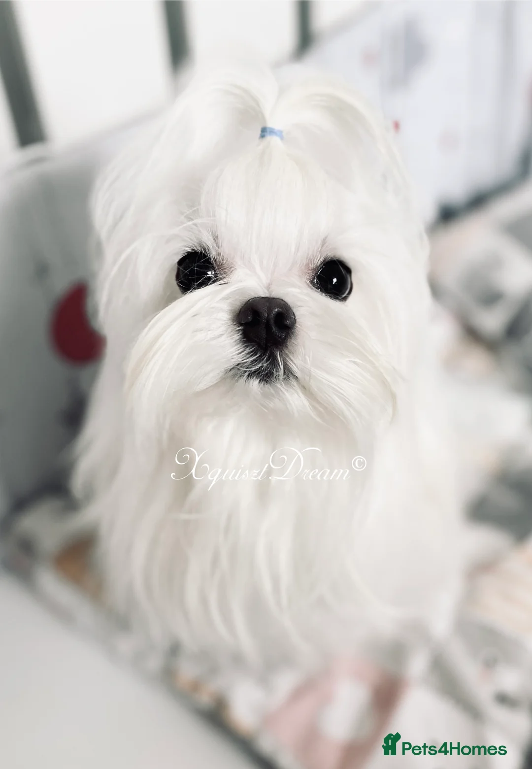 Maltese dogs for stud: OCTAVIUS Korean Maltese KC Registered Proven Stud in Halesowen - Advert 20