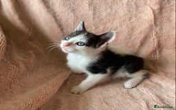 British Shorthair cats for sale: 4 British short hair kittens left Calico girls - Image 9