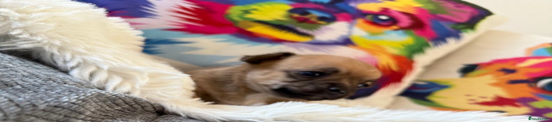 Chihuahua Puppy 2