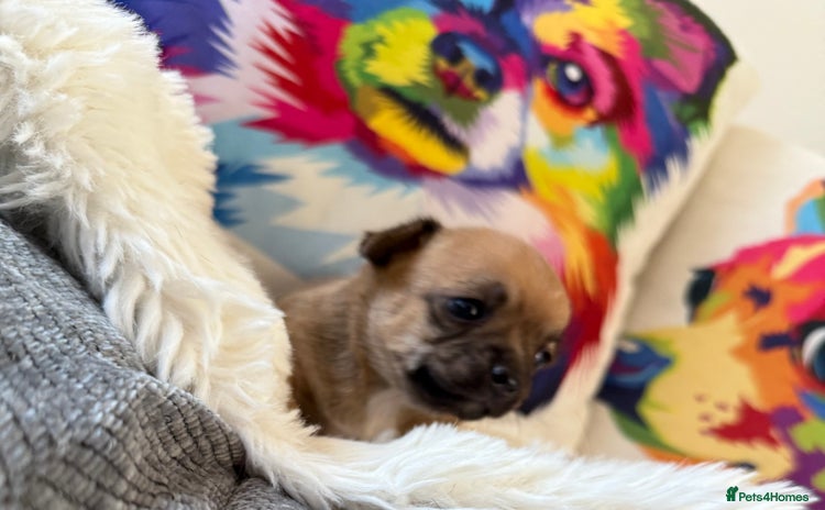 Chihuahua dogs - Advert 1