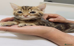 Mixed Breed cats for sale: Kittens ready to go - Image 20