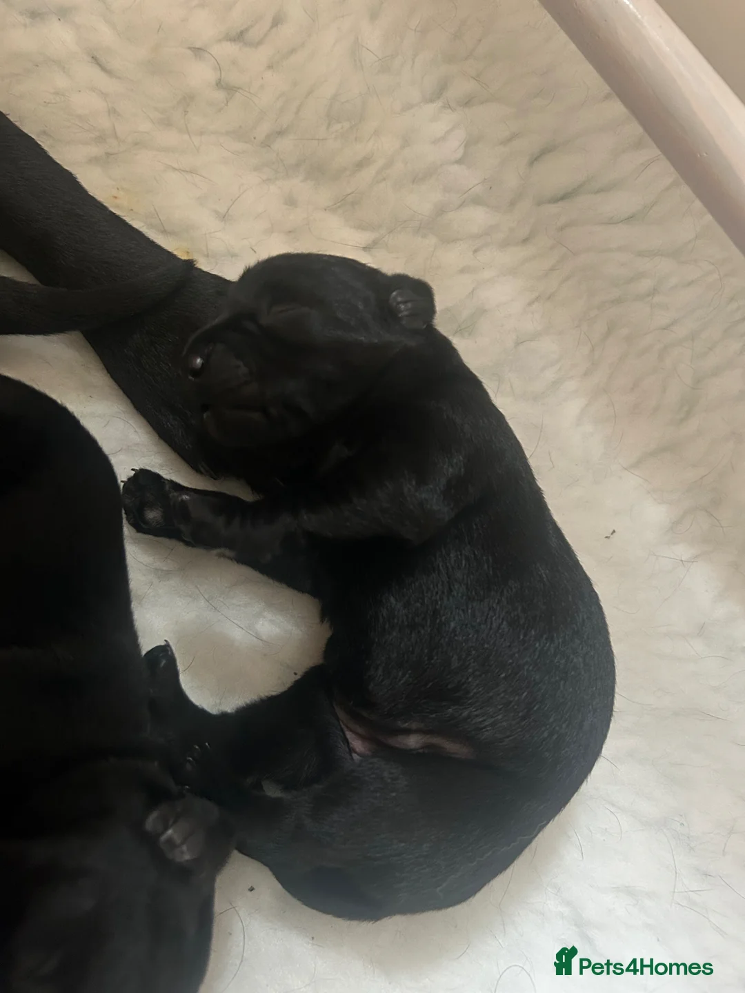 Labrador Retriever dogs for sale: Beautiful litter of 7th Gen. KC Labrador Puppies - Advert 9