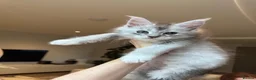 Maine Coon cats for sale: 💗RARE💗Imported lines, exceptional MC kittens😻⭐️ - Advert 29