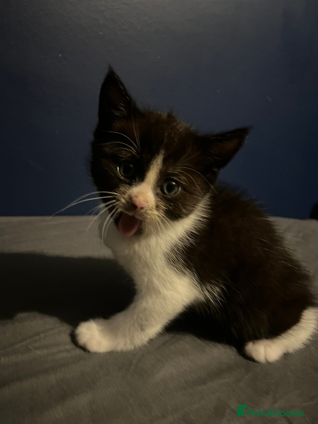Mixed Breed cats for sale: Adorable kittens  - Image 7