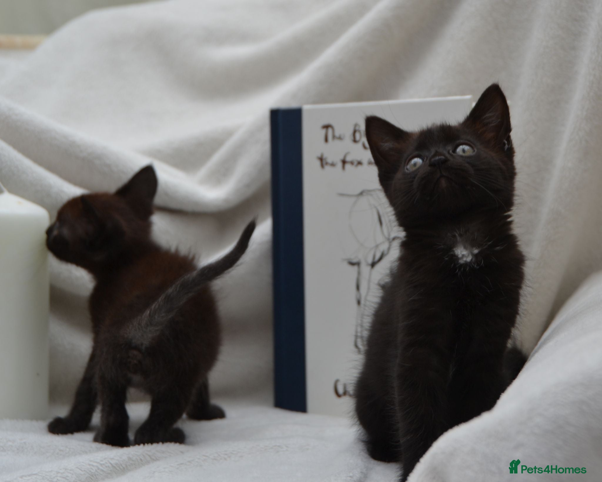 Mixed Breed cats Beautiful Maine Coon/Bombay Mix Kittens! - Advert 2