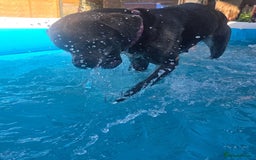 Mixed Breed dogs for sale: Nalah the staffweiler - Advert 6