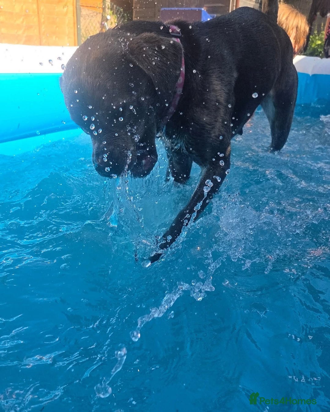 Mixed Breed dogs for sale: Nalah the staffweiler - Advert 6